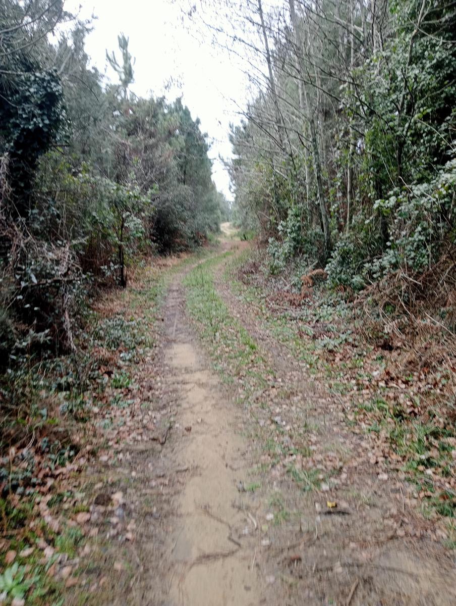 Tirrenia -Passeggiata domenicale - foto 3