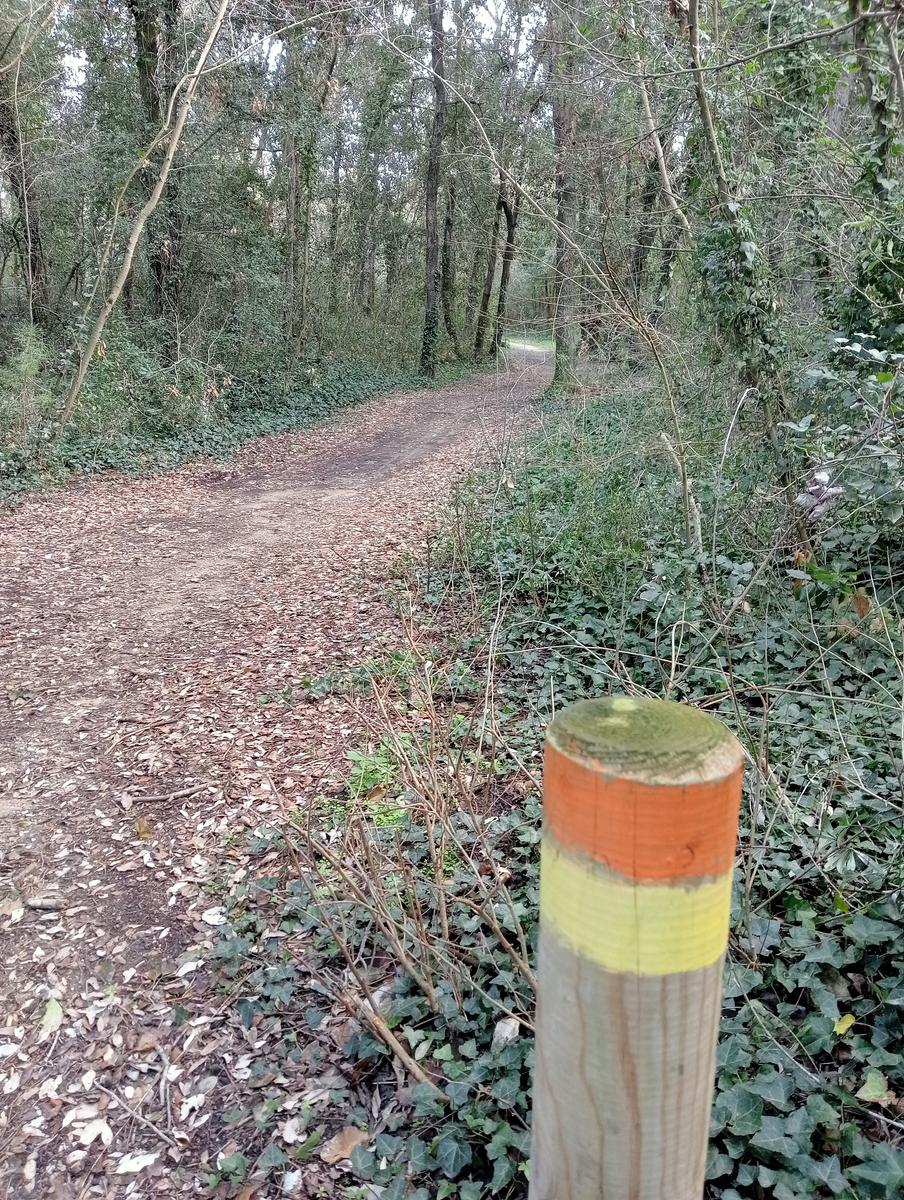 Tirrenia -Passeggiata domenicale - foto 4