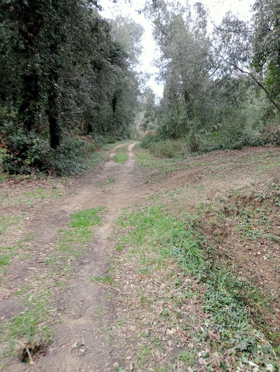Tirrenia -Passeggiata domenicale - foto 7