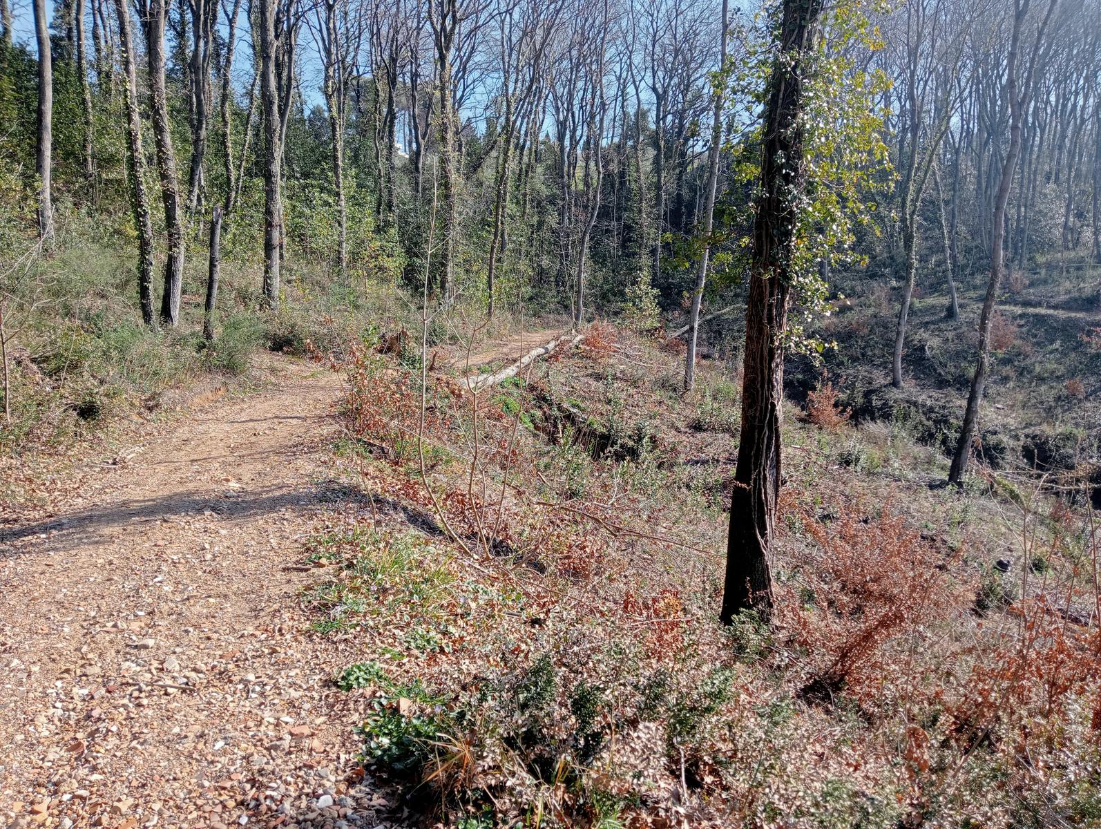 Collesalvetti - foto 2