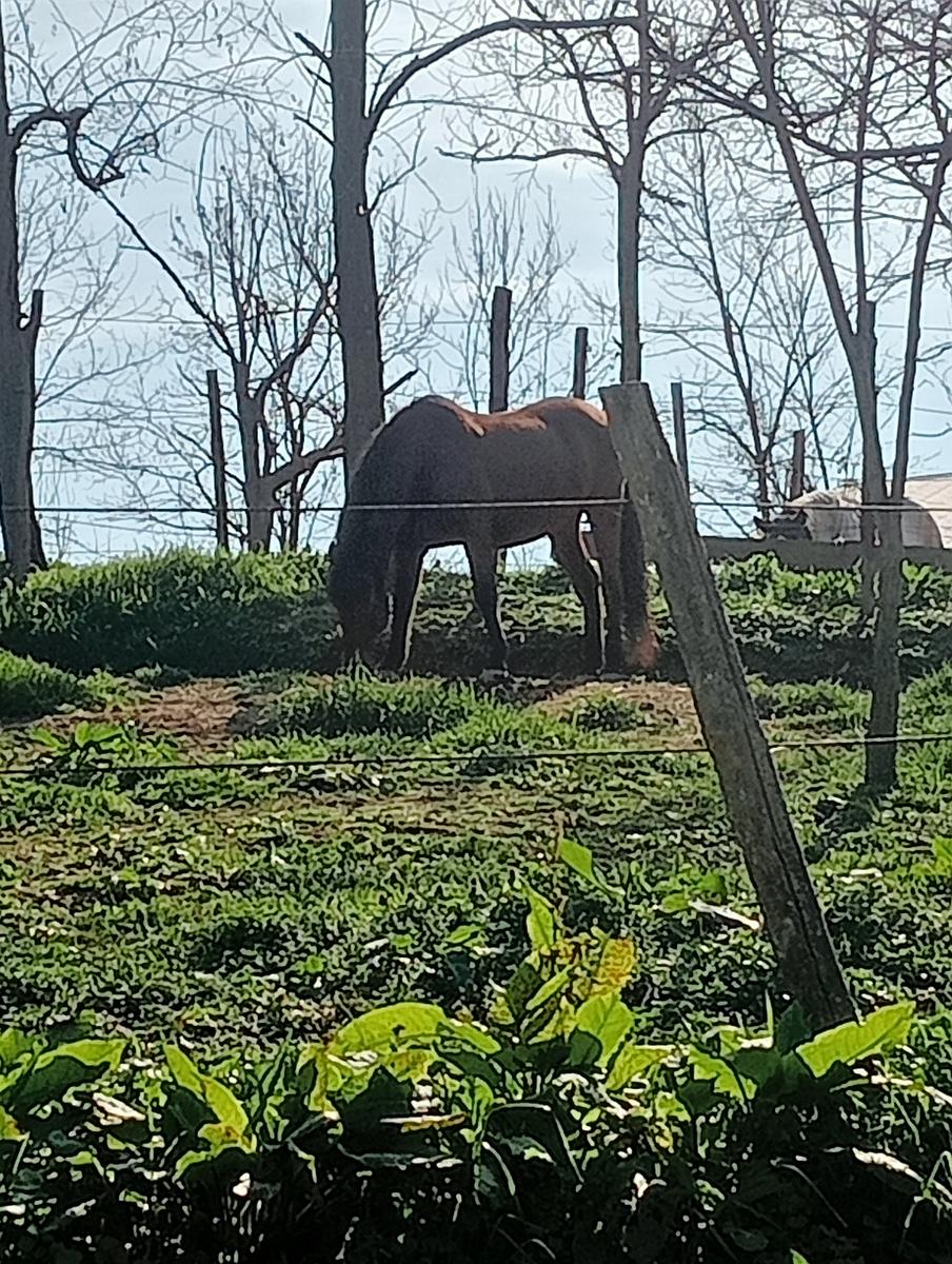 Collesalvetti - foto 3