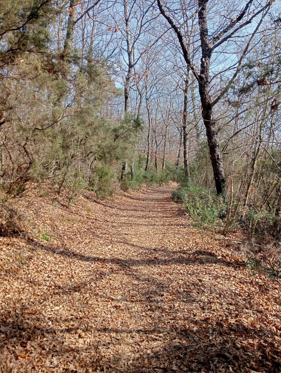 Collesalvetti - foto 4