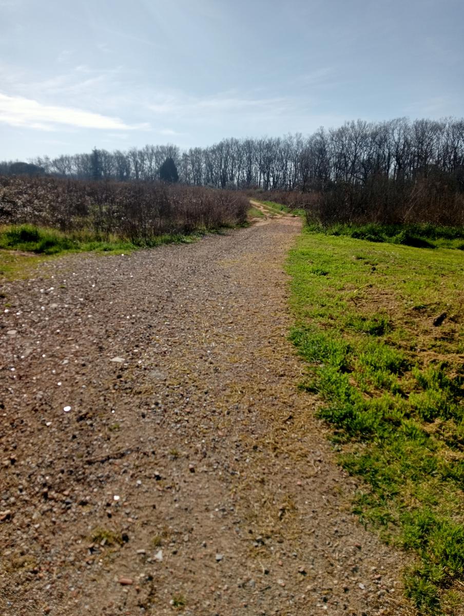 Collesalvetti - foto 5