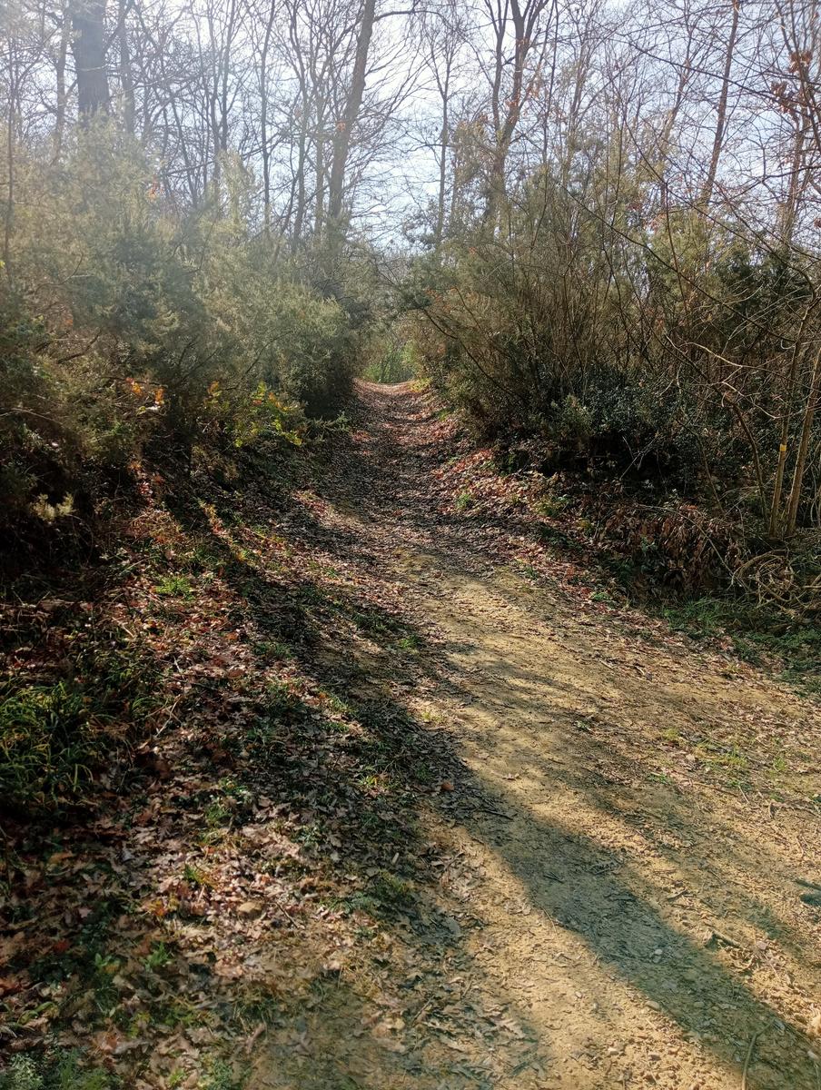 Collesalvetti - foto 7