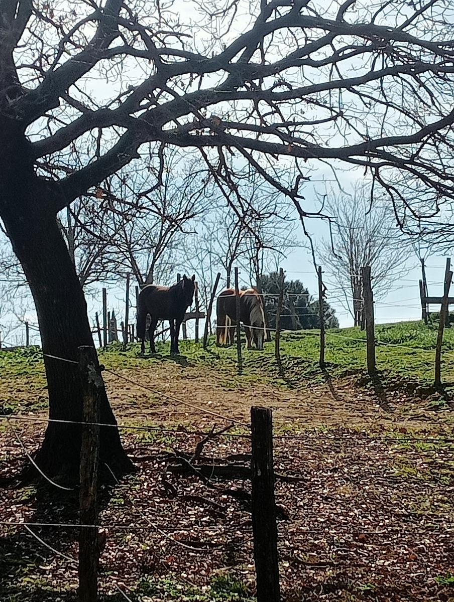 Collesalvetti - foto 8