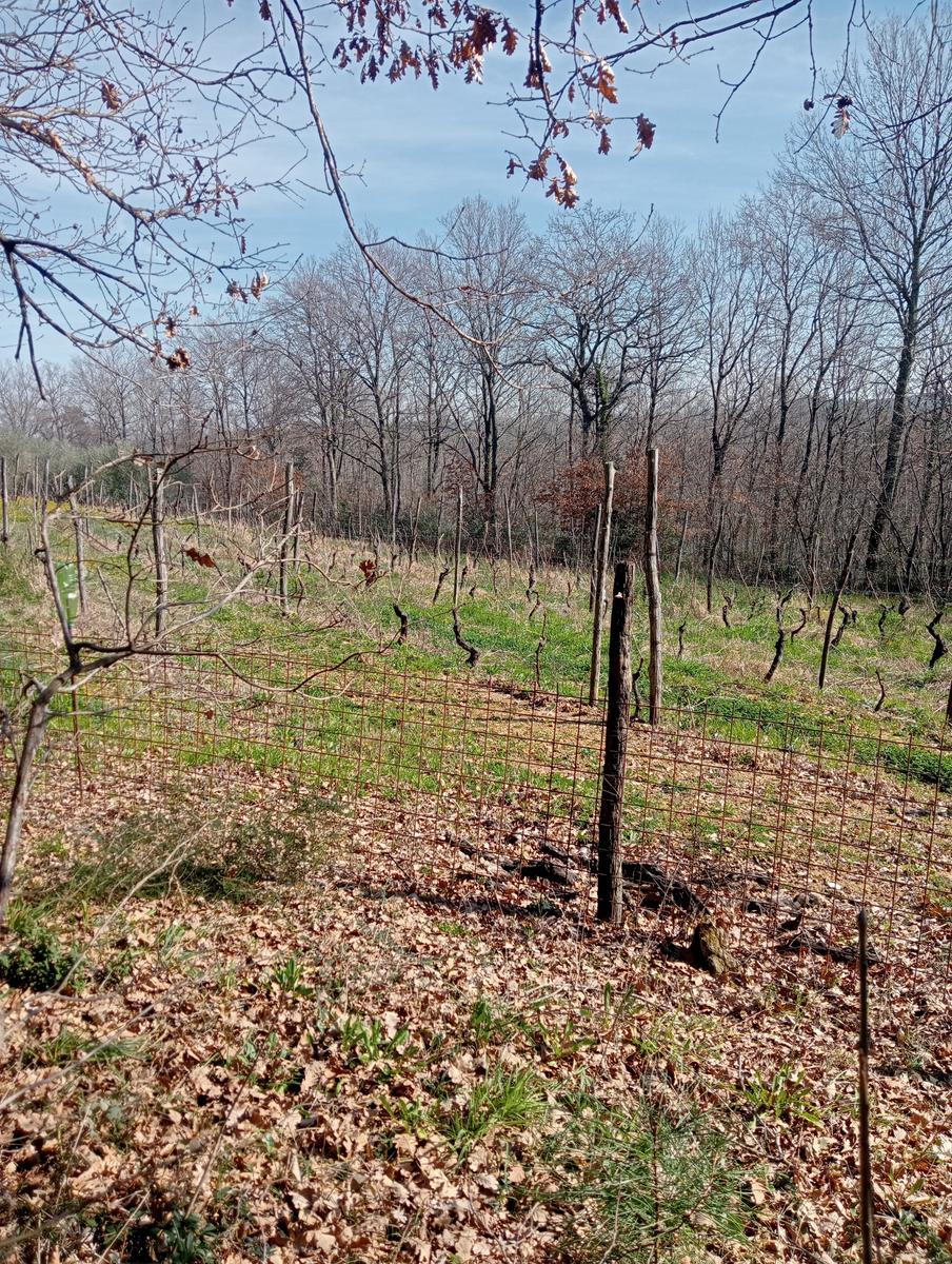 Collesalvetti - foto 9