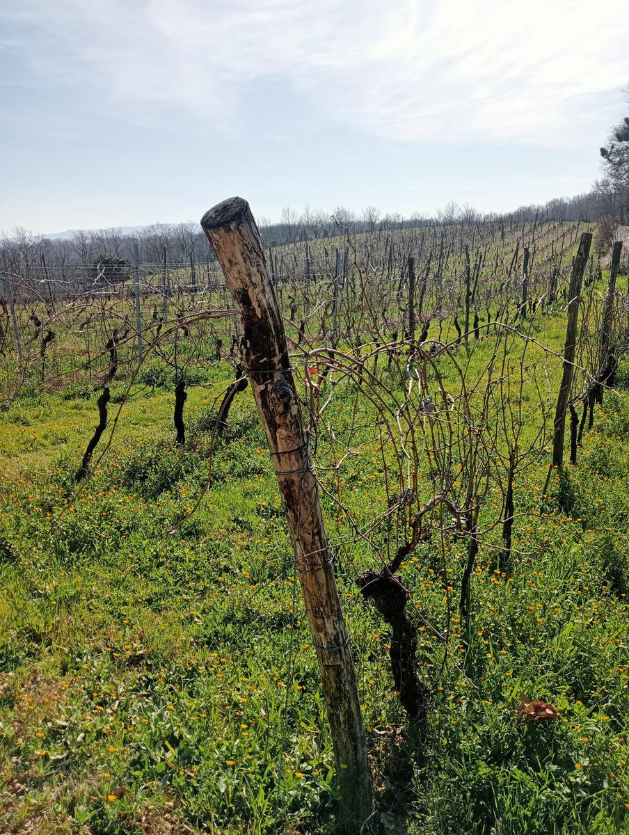 Collesalvetti - foto 10