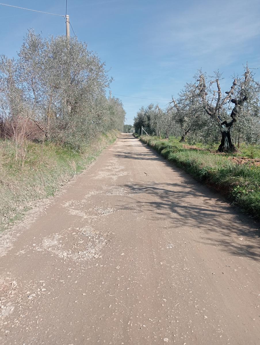 Collesalvetti - foto 11