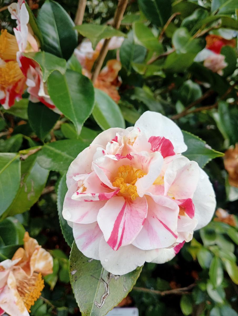 Parole d'oro - San Giusto - Sant'Angrea di compito - Camelieto - Sasso Balloccioro - foto 18