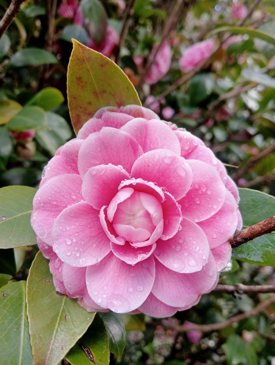 Parole d'oro - San Giusto - Sant'Angrea di compito - Camelieto - Sasso Balloccioro - foto 19