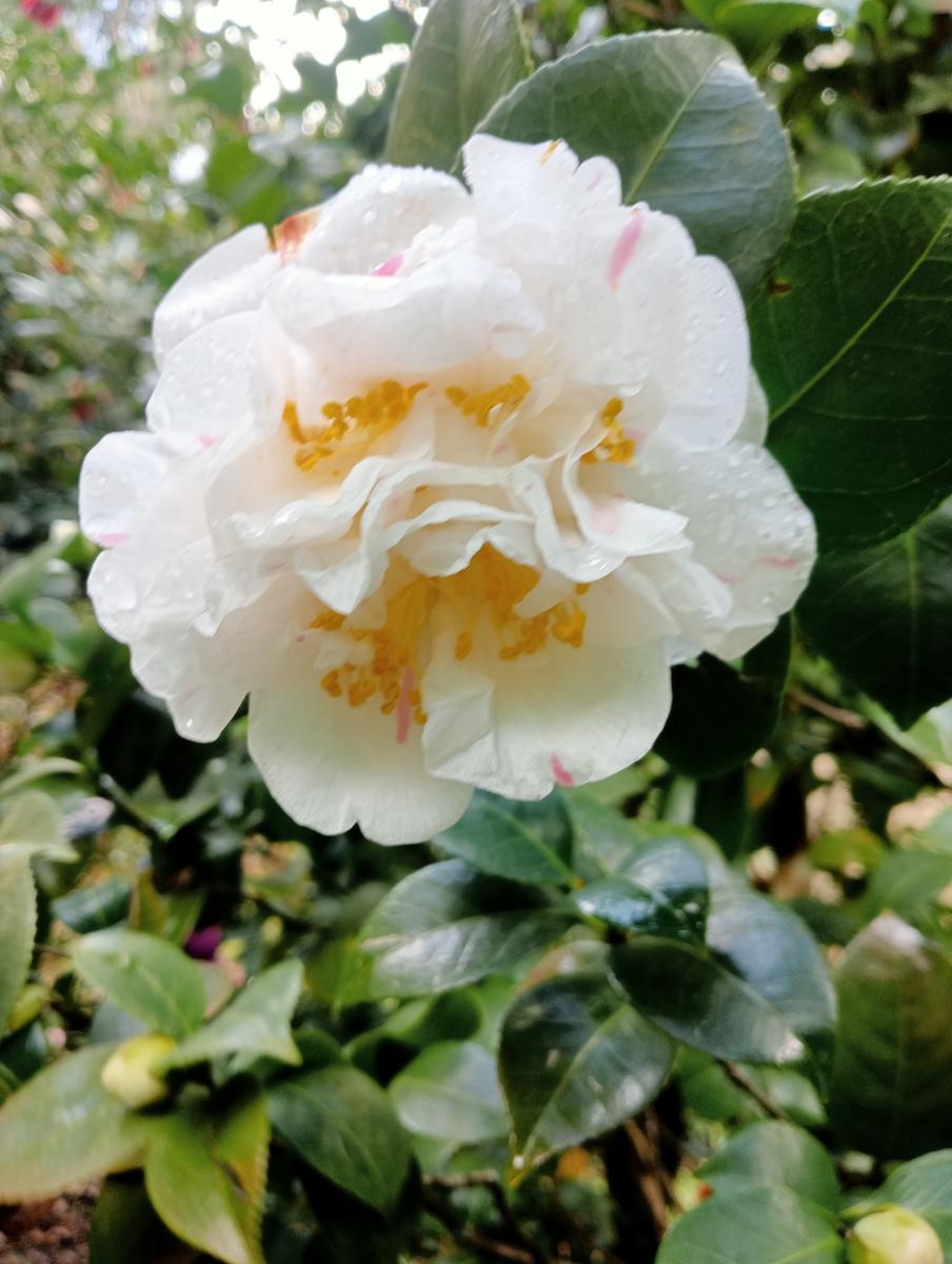 Parole d'oro - San Giusto - Sant'Angrea di compito - Camelieto - Sasso Balloccioro - foto 21