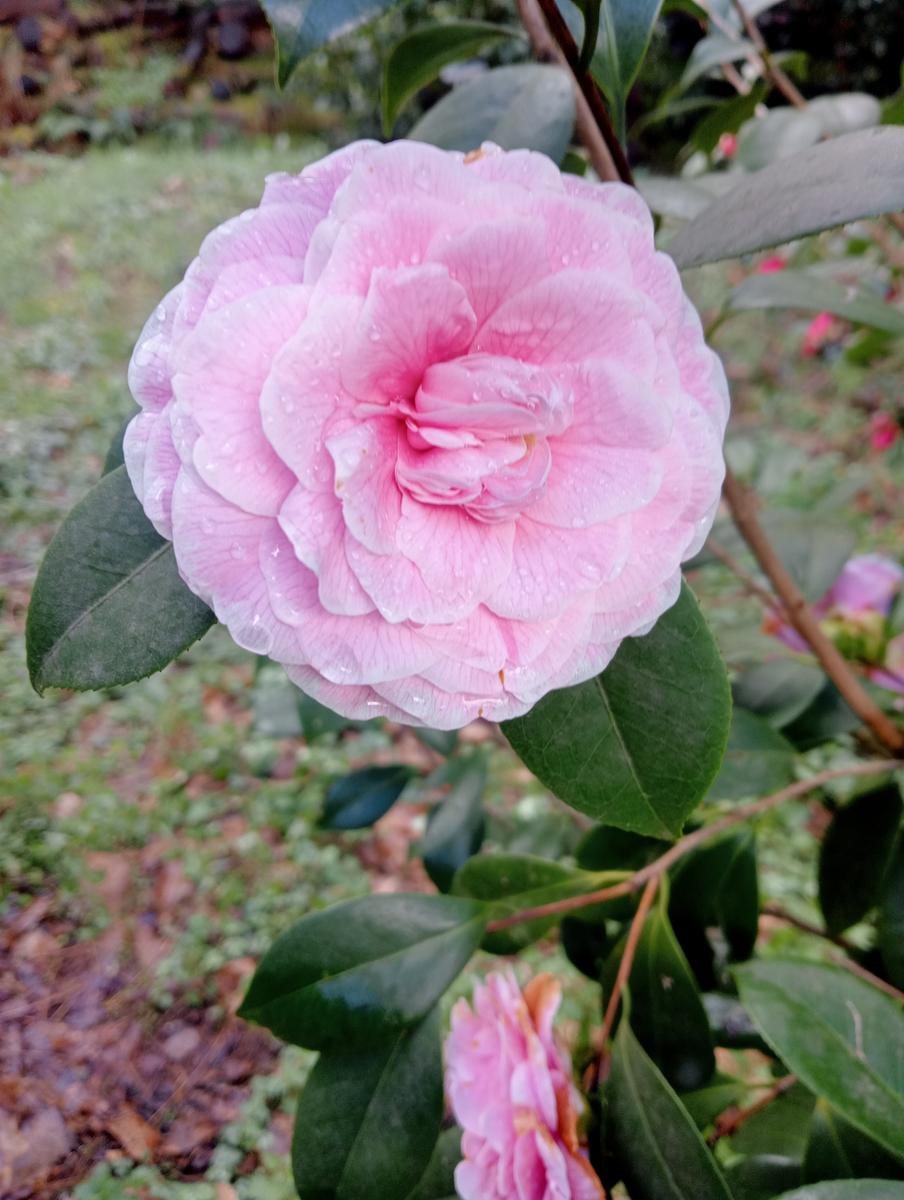 Parole d'oro - San Giusto - Sant'Angrea di compito - Camelieto - Sasso Balloccioro - foto 23