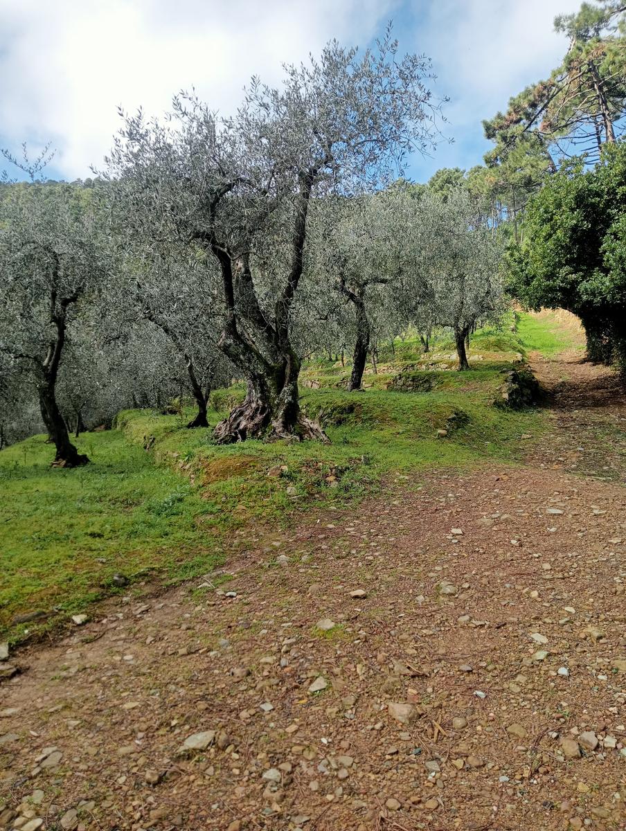 Parole d'oro - San Giusto - Sant'Angrea di compito - Camelieto - Sasso Balloccioro - foto 30