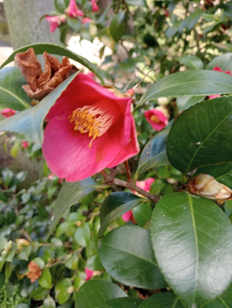 Parole d'oro - San Giusto - Sant'Angrea di compito - Camelieto - Sasso Balloccioro - foto 32