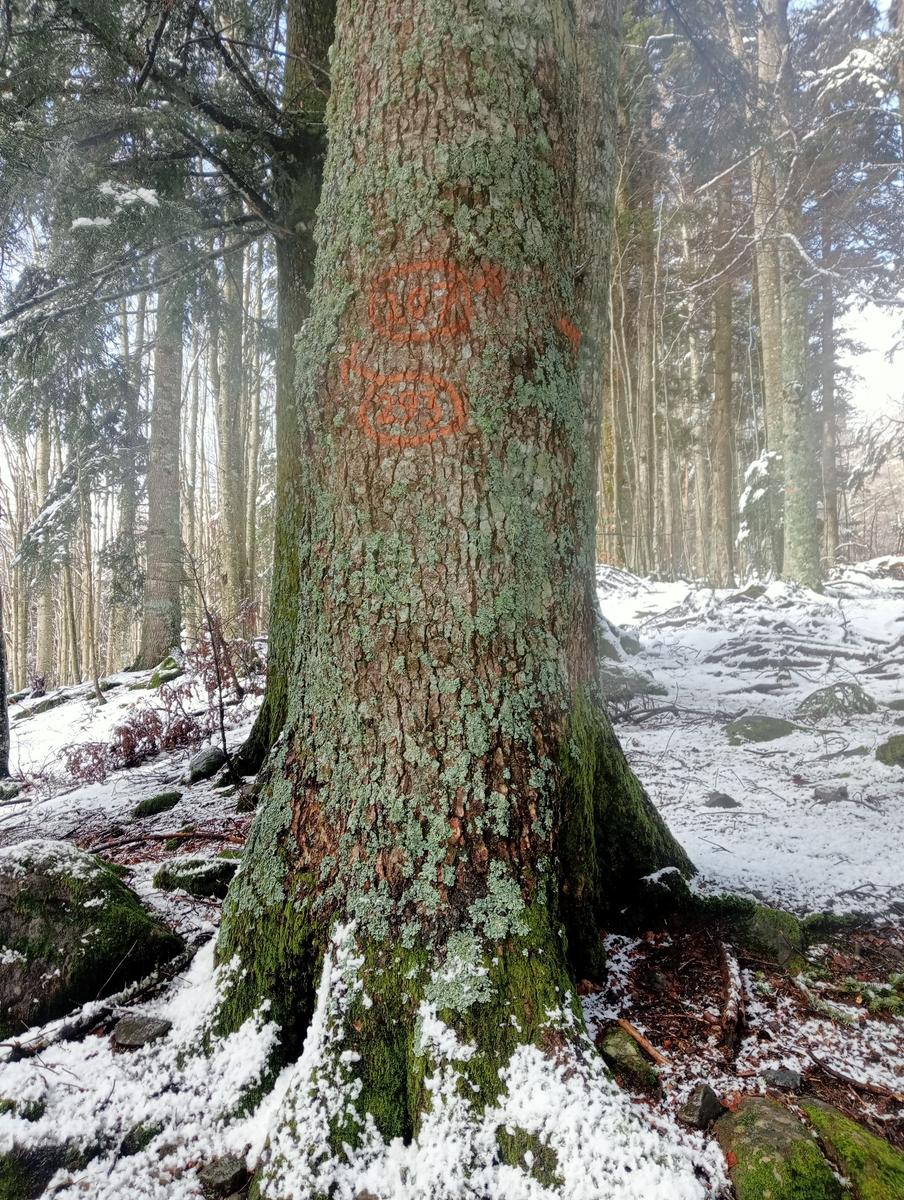 Casetta dei pastori e Lago Nero da Fontana Vaccaia - foto 15