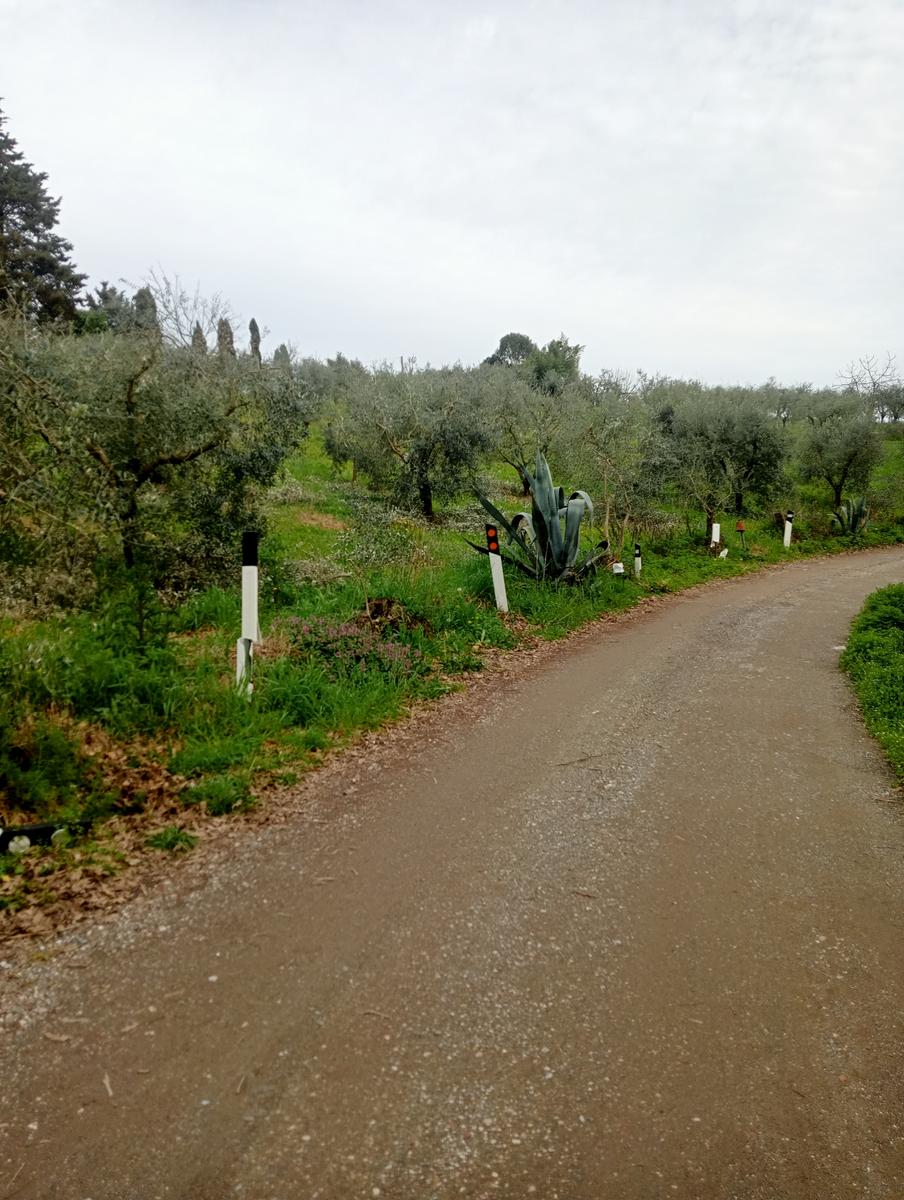 Collesalvetti - foto 5