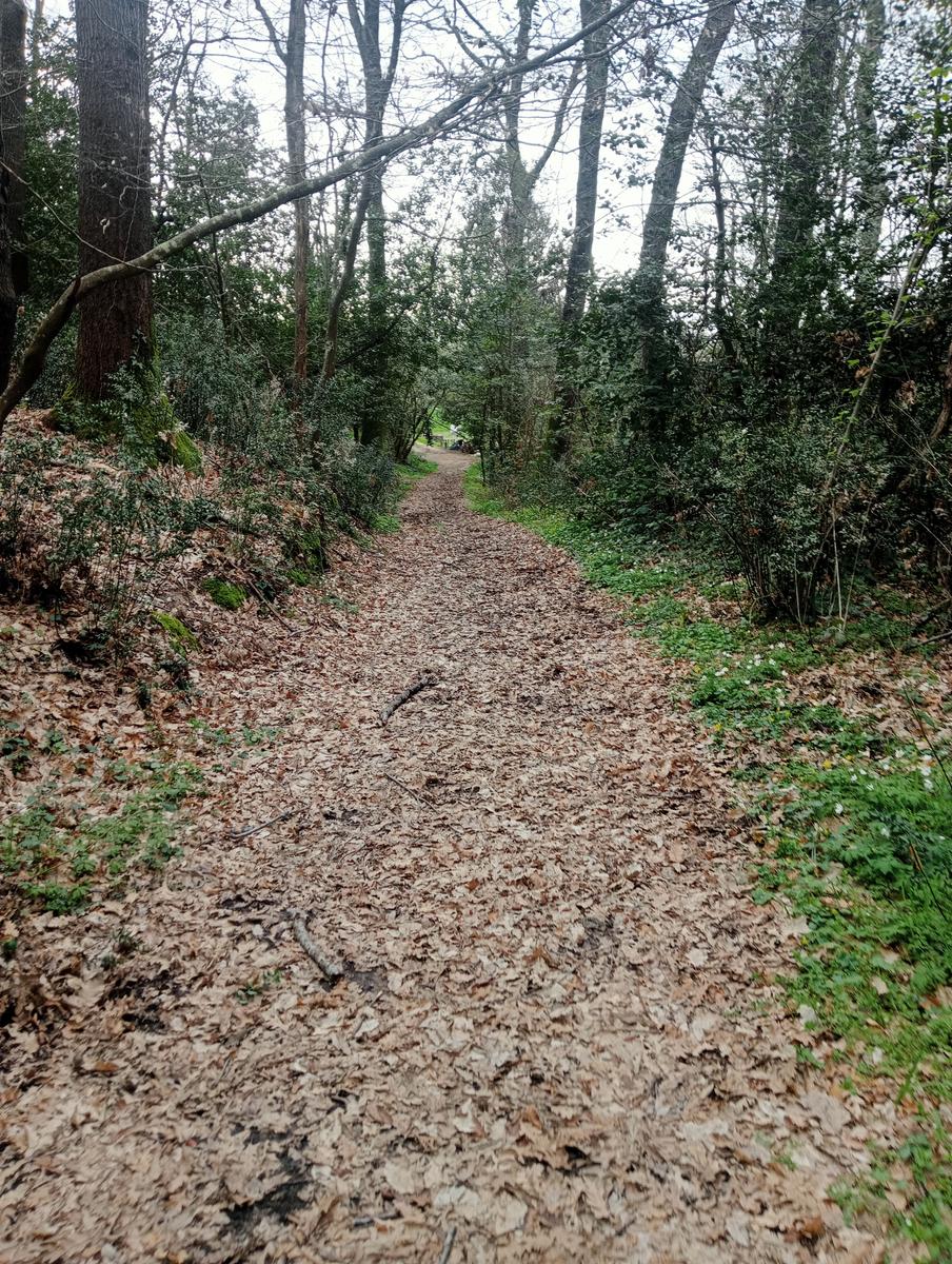 Collesalvetti - foto 6