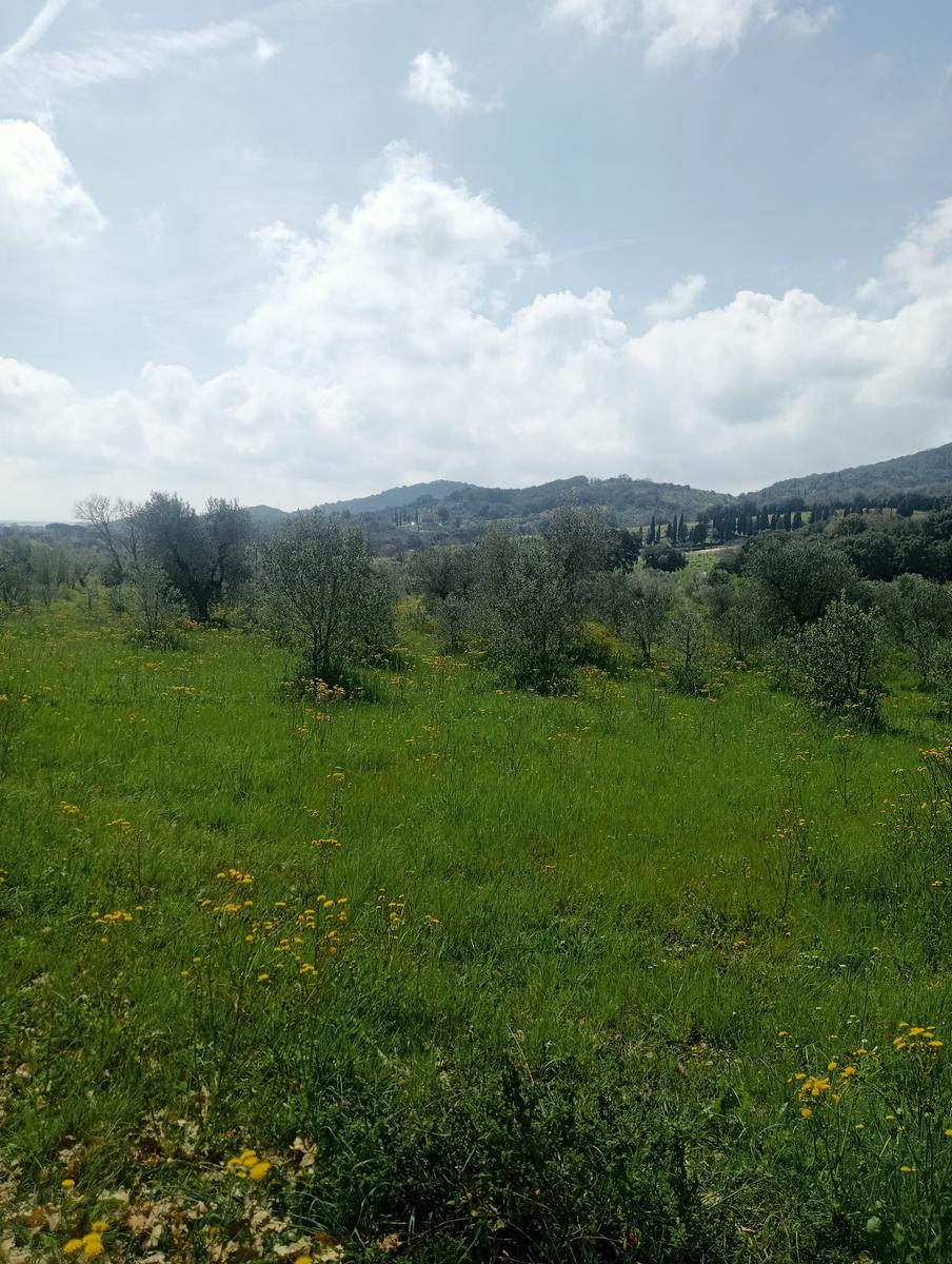 Suvereto ~ Prata ~ Belvedere - foto 15