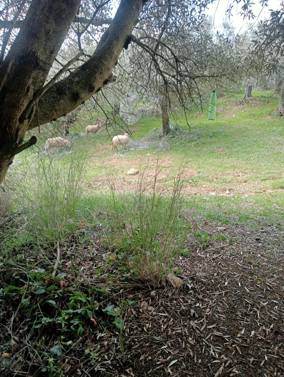 Suvereto ~ Prata ~ Belvedere - foto 17