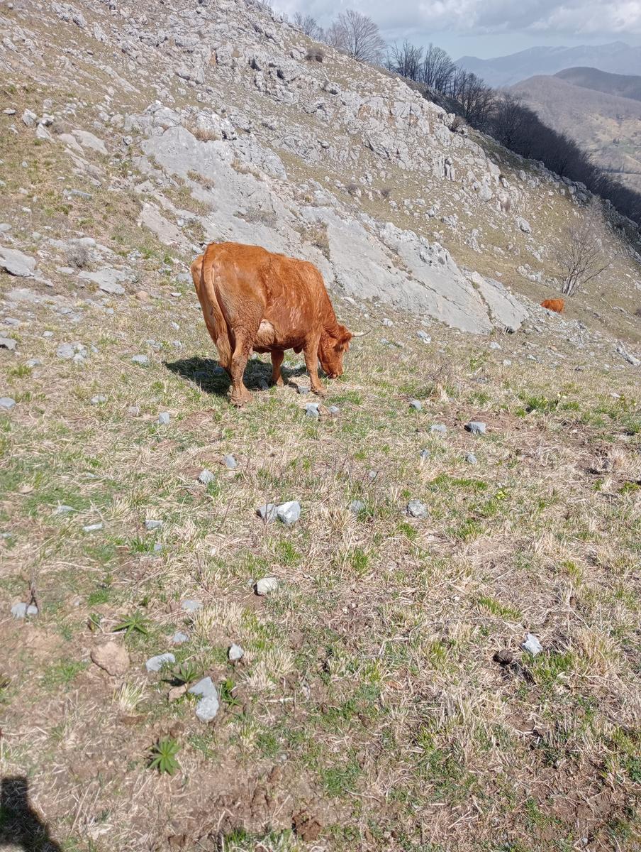 Monte Matanna, Monte Nona e Rifugio Forte dei Marmi da Pomezzana - foto 2