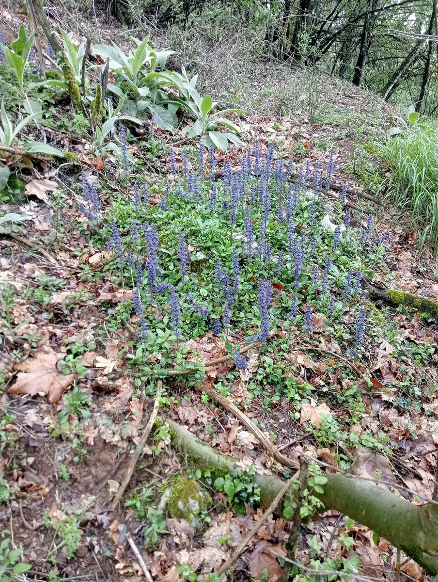 Gevoli da Casoli con deviazione sul Gabberi - foto 5