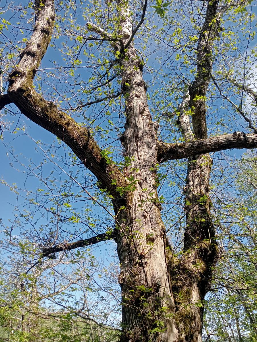 Monte Rovaio, Monte Bovario e Monte Nome del Gesù dall' Alpe di San'Antonio - foto 3
