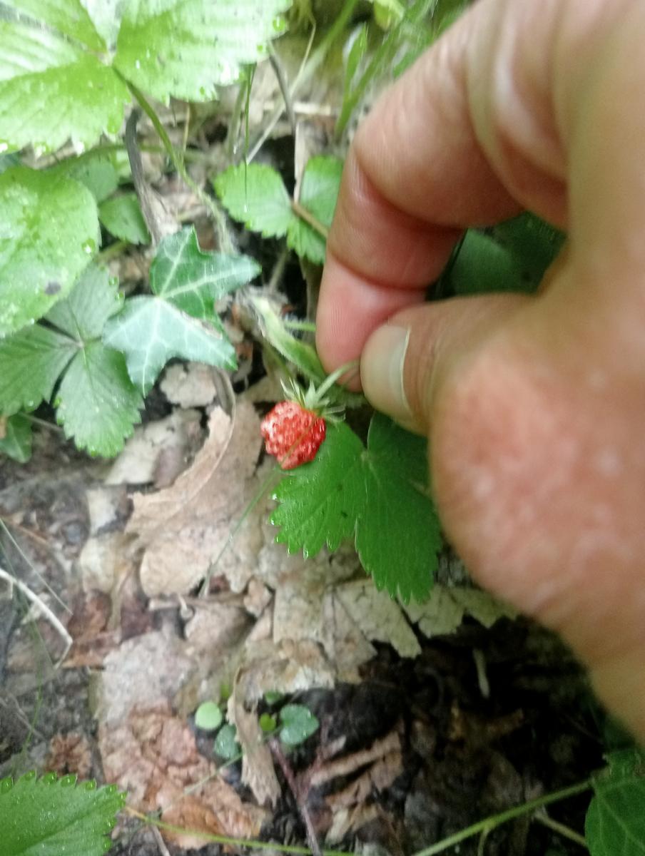 Castagno del Diavolo, Monte Palodina e Monte Penna da Cardoso - foto 2