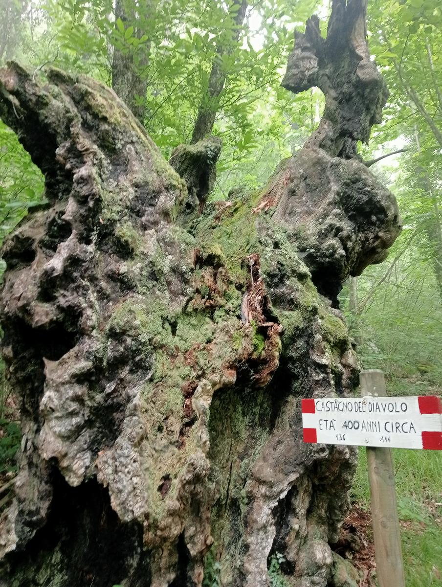 Castagno del Diavolo, Monte Palodina e Monte Penna da Cardoso - foto 3
