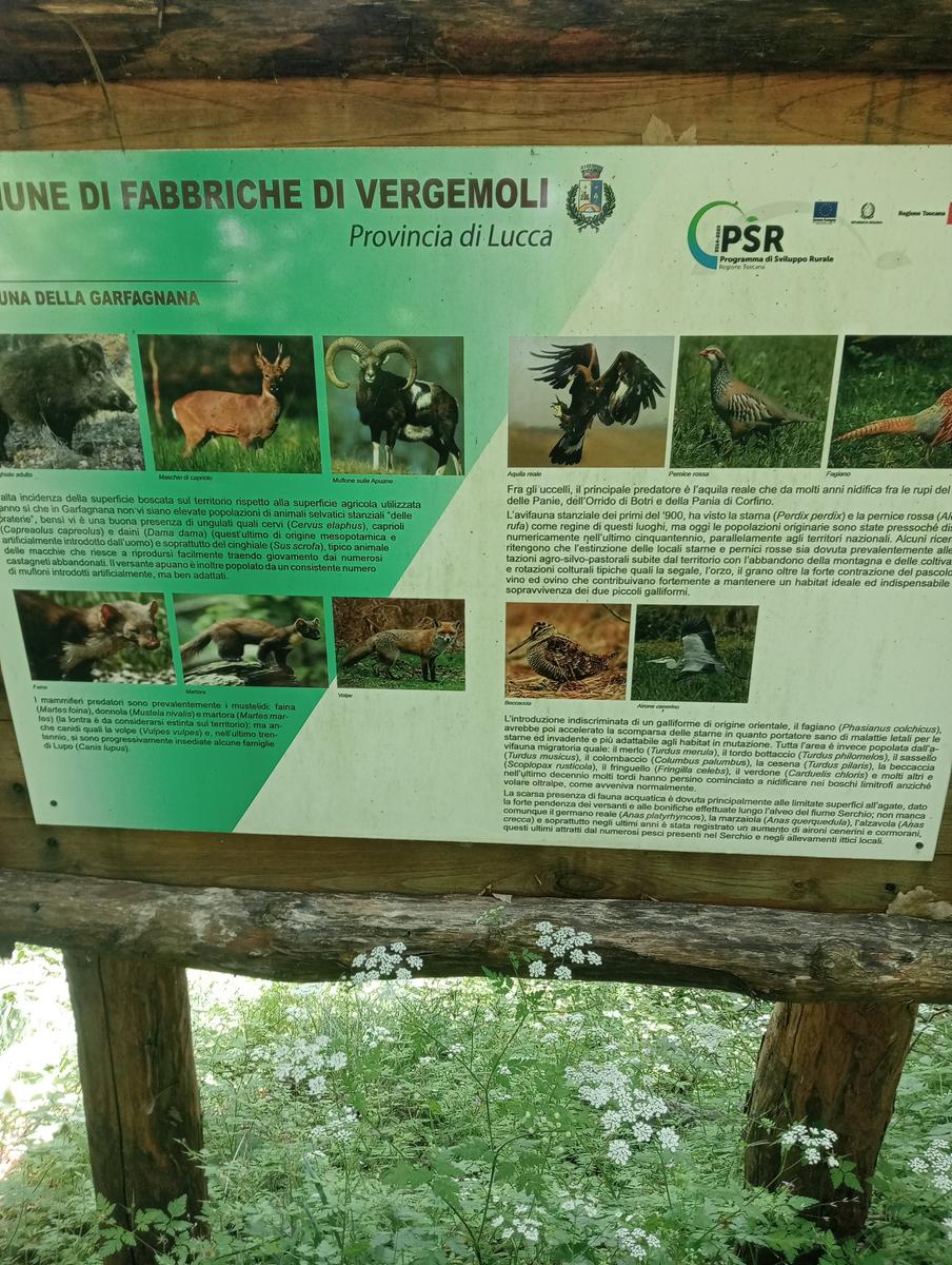 Castagno del Diavolo, Monte Palodina e Monte Penna da Cardoso - foto 5