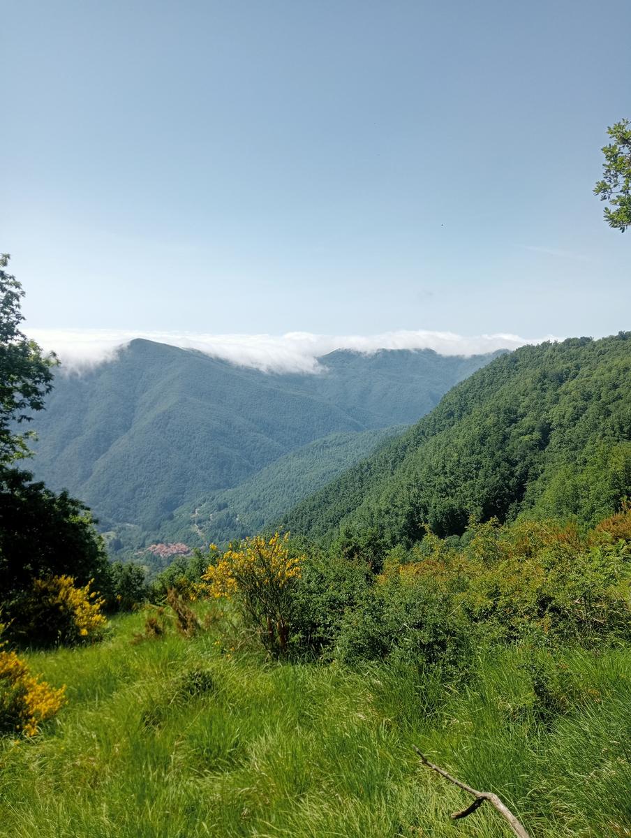 Castagno del Diavolo, Monte Palodina e Monte Penna da Cardoso - foto 6