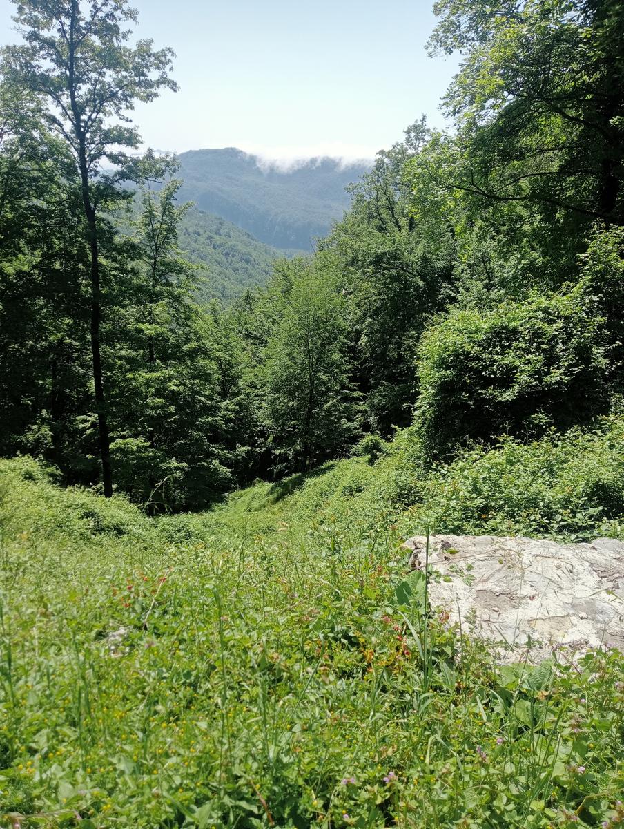 Castagno del Diavolo, Monte Palodina e Monte Penna da Cardoso - foto 8