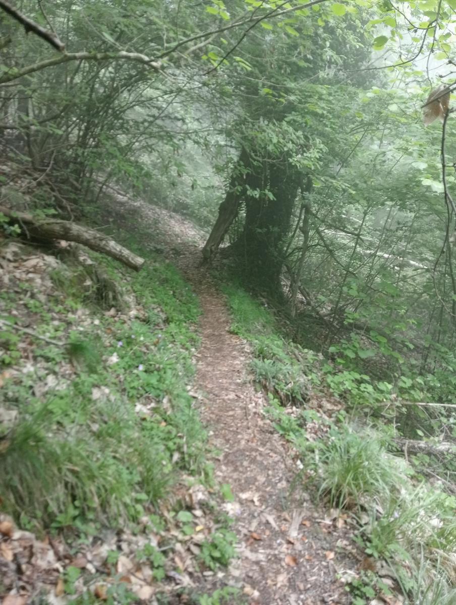Castagno del Diavolo, Monte Palodina e Monte Penna da Cardoso - foto 13