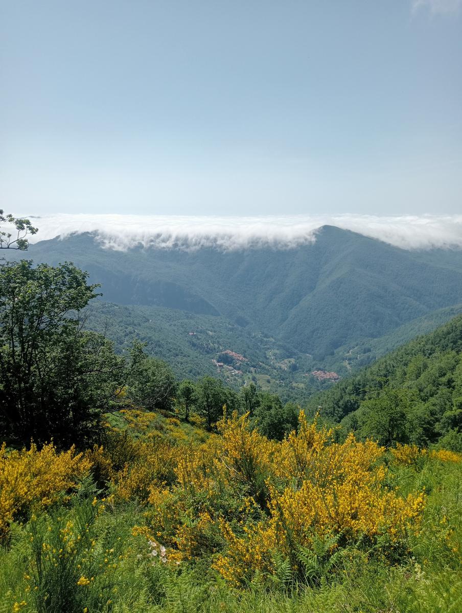 Castagno del Diavolo, Monte Palodina e Monte Penna da Cardoso - foto 15
