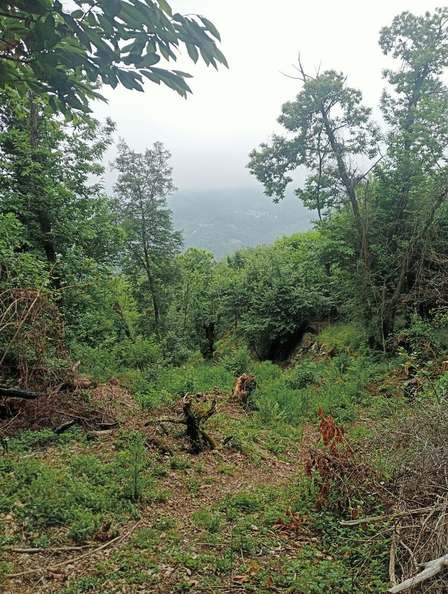 Castagno del Diavolo, Monte Palodina e Monte Penna da Cardoso - foto 19