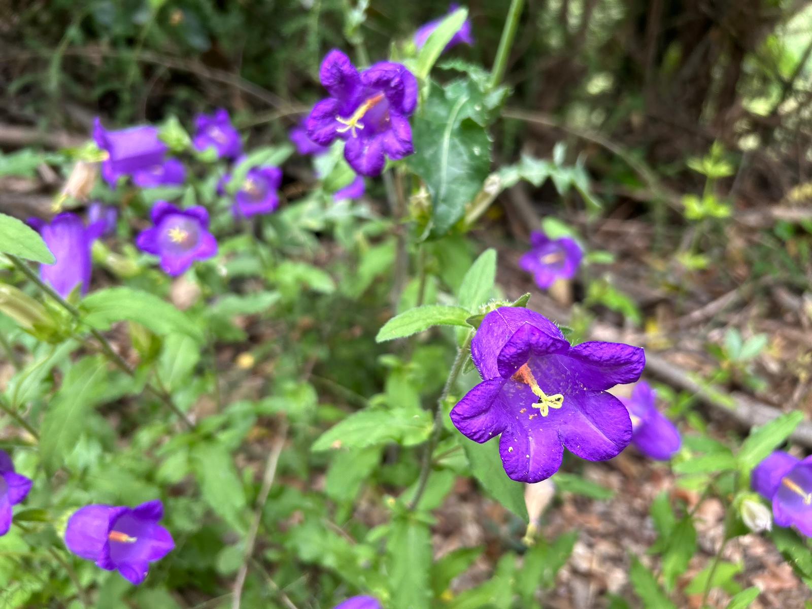 Agnano - Foce Di Calci - Fiume, Bagni