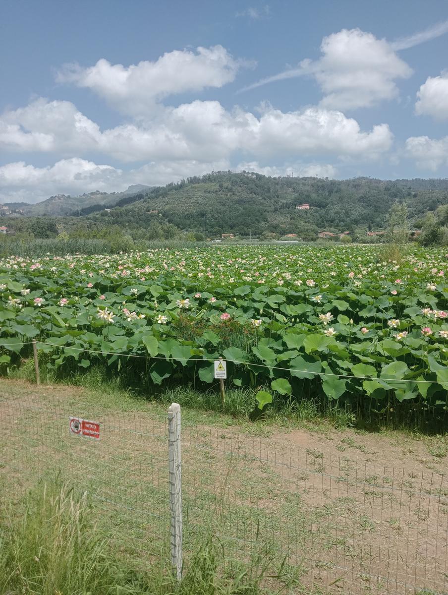 Massaciuccoli via delle erbe e fiori di loto - foto 3