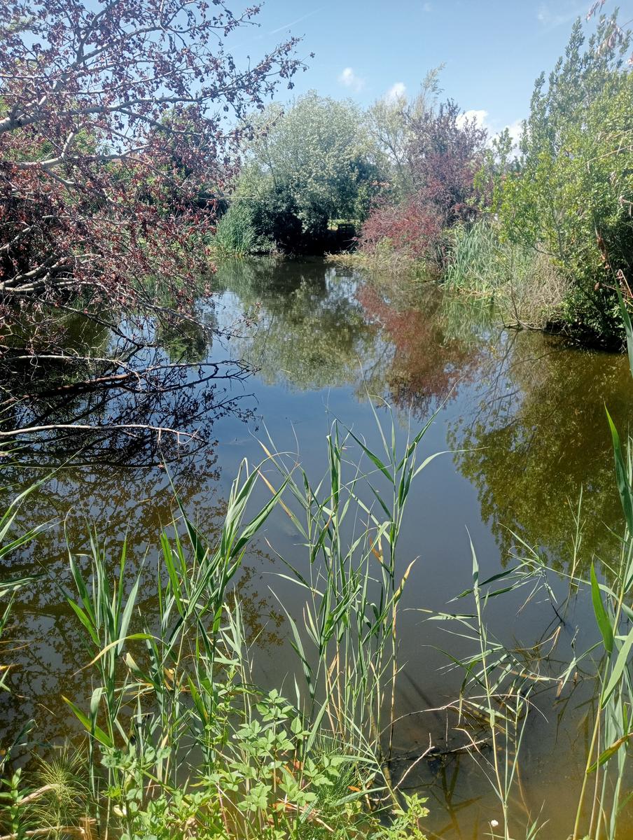 Massaciuccoli via delle erbe e fiori di loto - foto 4
