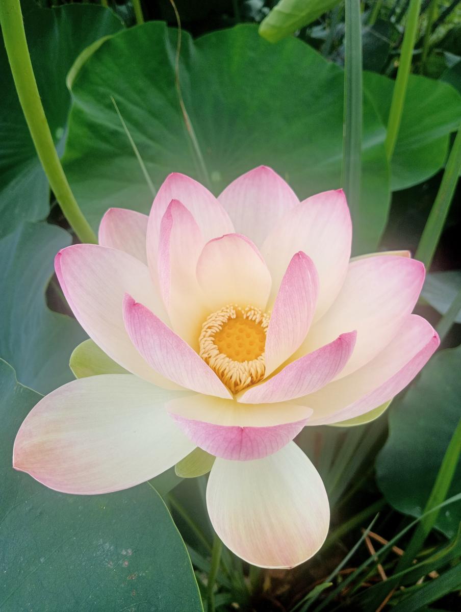 Massaciuccoli via delle erbe e fiori di loto - foto 5