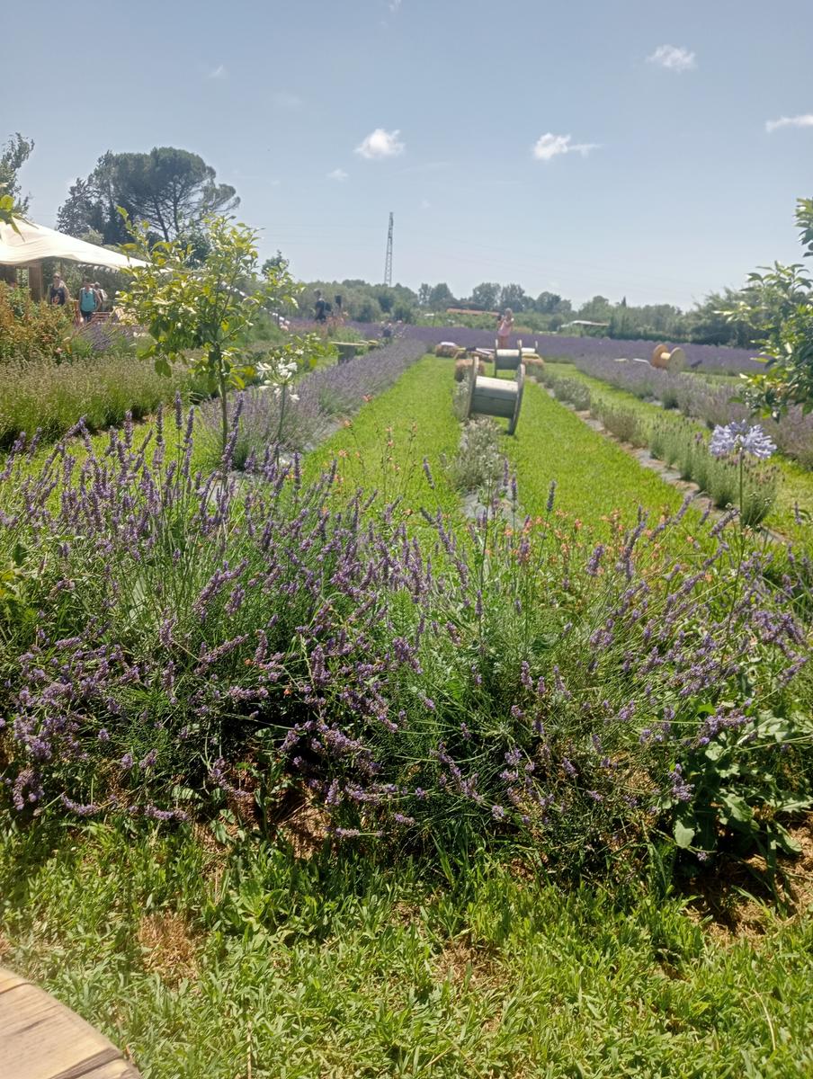 Massaciuccoli via delle erbe e fiori di loto - foto 8