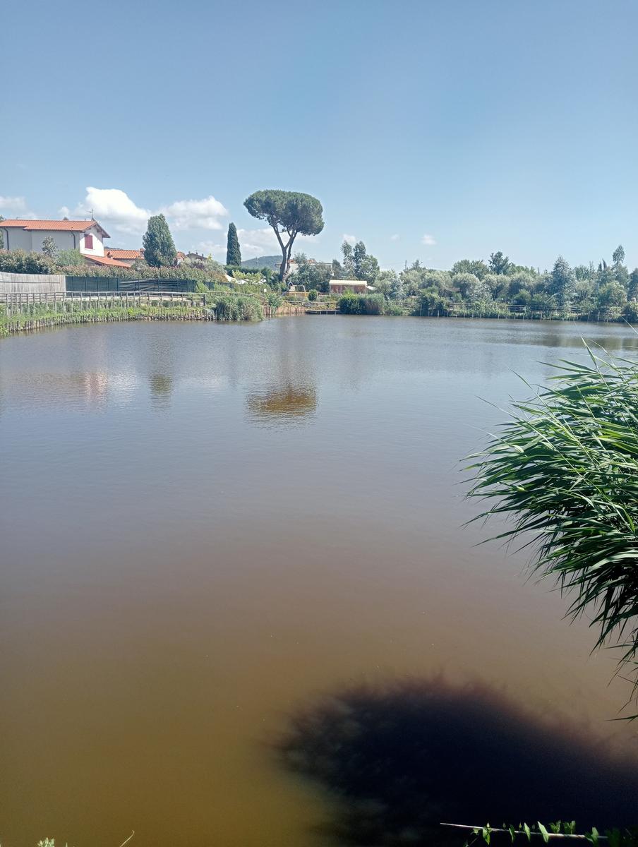 Massaciuccoli via delle erbe e fiori di loto - foto 10