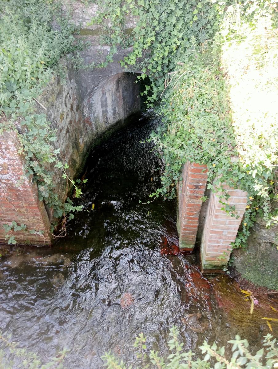 Massaciuccoli via delle erbe e fiori di loto - foto 12