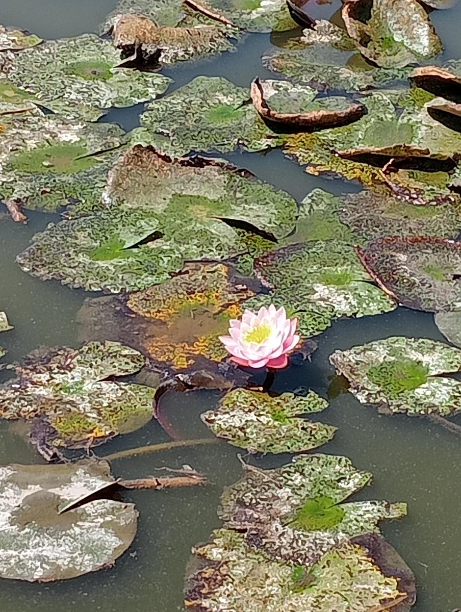 Massaciuccoli via delle erbe e fiori di loto - foto 13