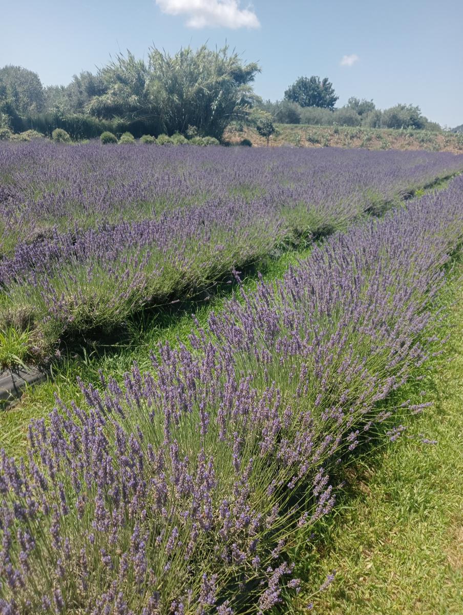 Massaciuccoli via delle erbe e fiori di loto - foto 14