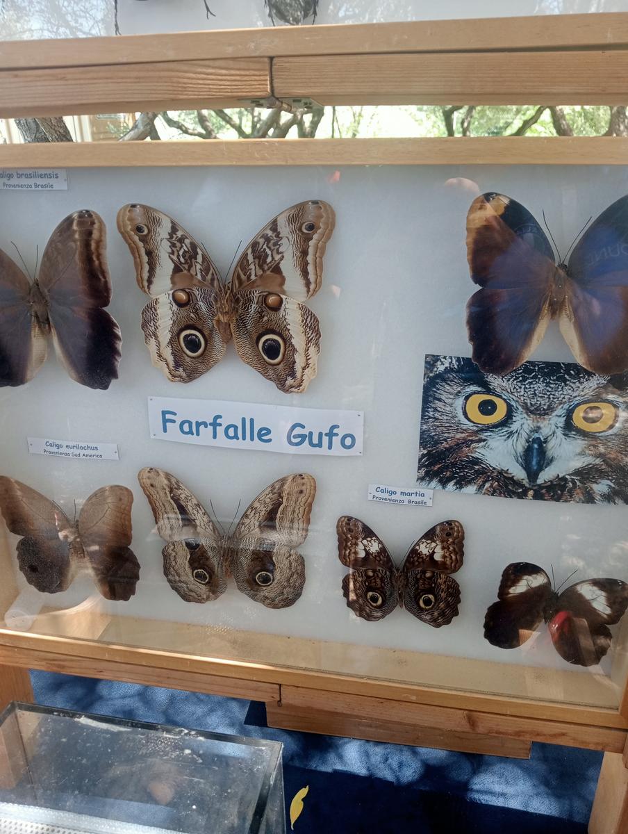 Massaciuccoli via delle erbe e fiori di loto - foto 15