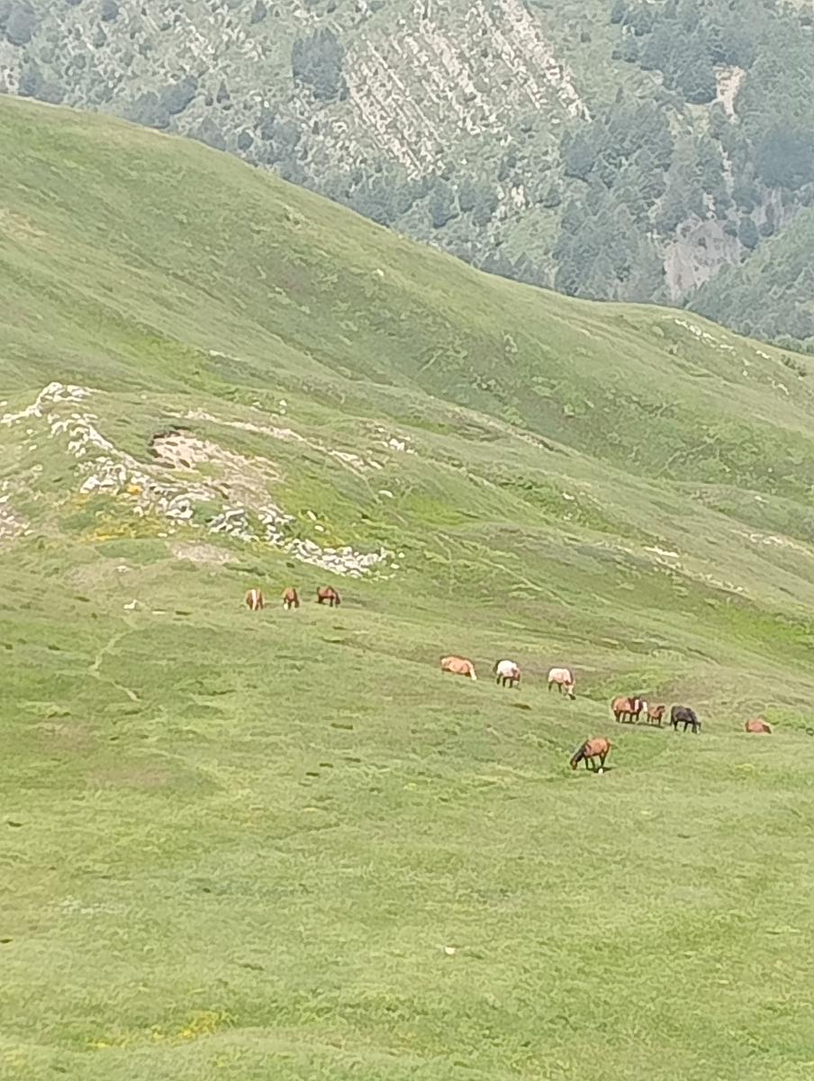 Lagoni libro Aperto da Bellagamba - foto 3