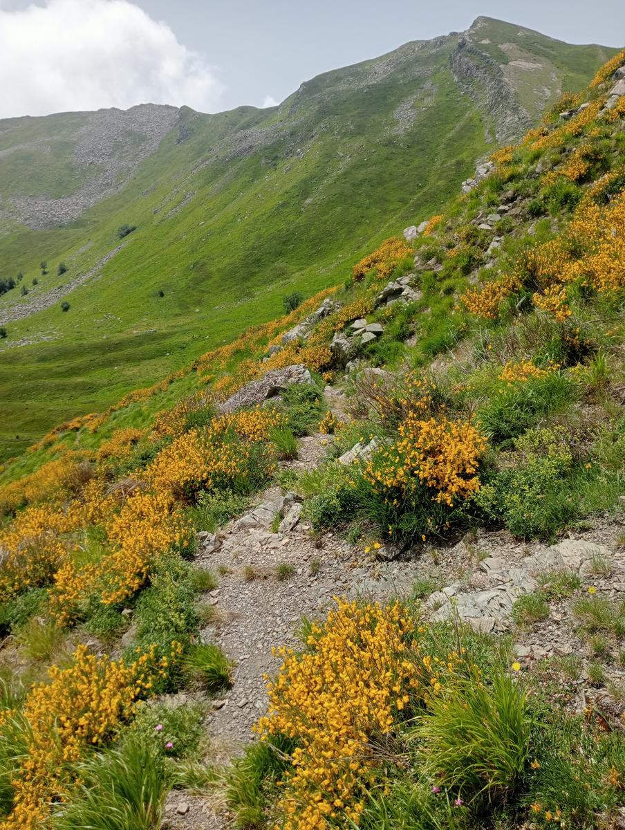 Lagoni libro Aperto da Bellagamba - foto 5