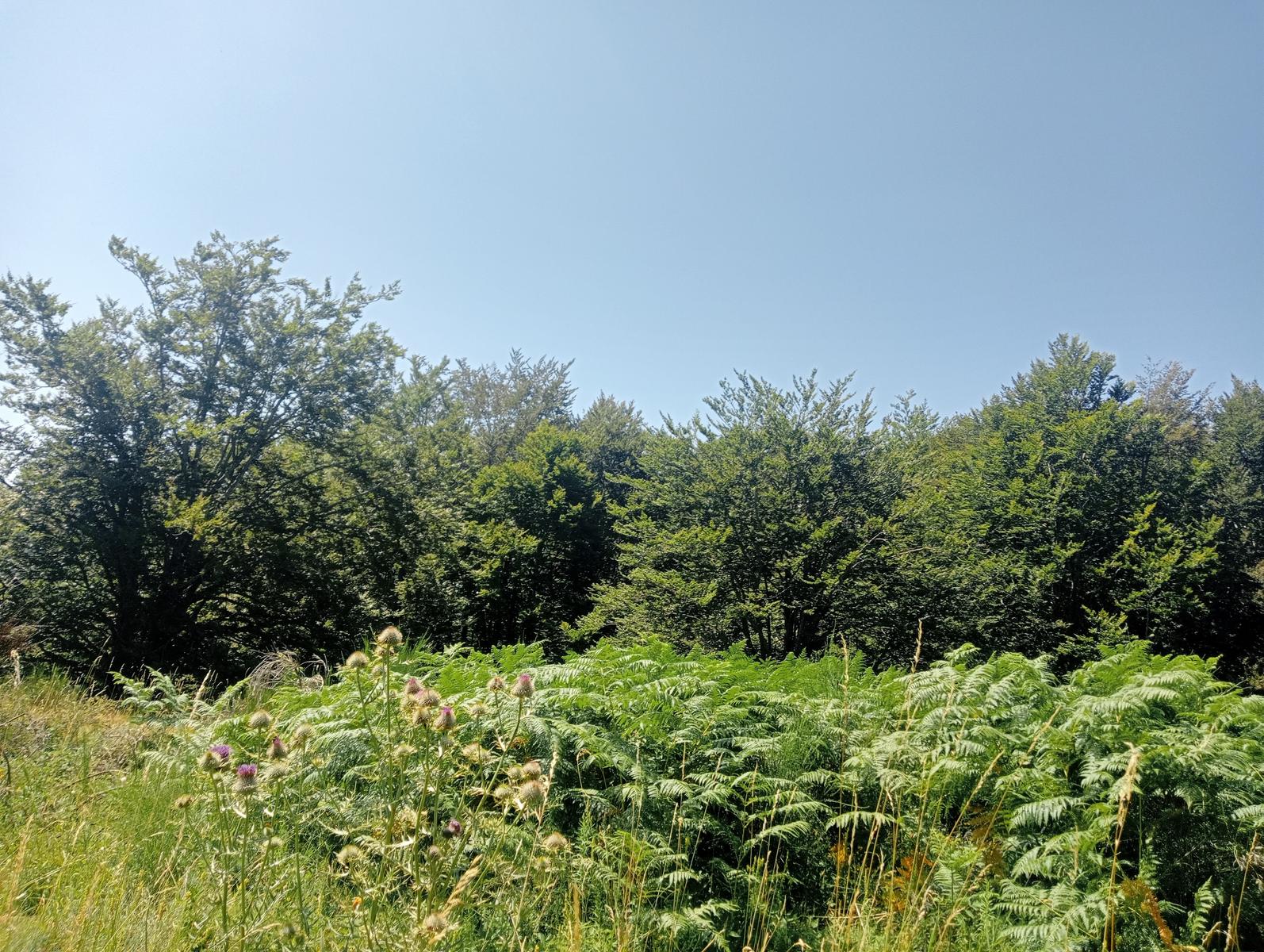 Dal Rif.Donegani a Lagonero passando per sopra l'orrido di botri - foto 16