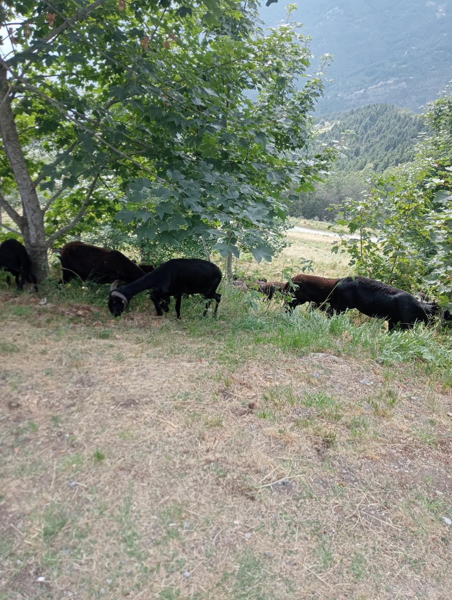 Passo del Saltello, Monte Romecchio e Rifugio Burigone da San Pellegrino in Alpe - foto 25