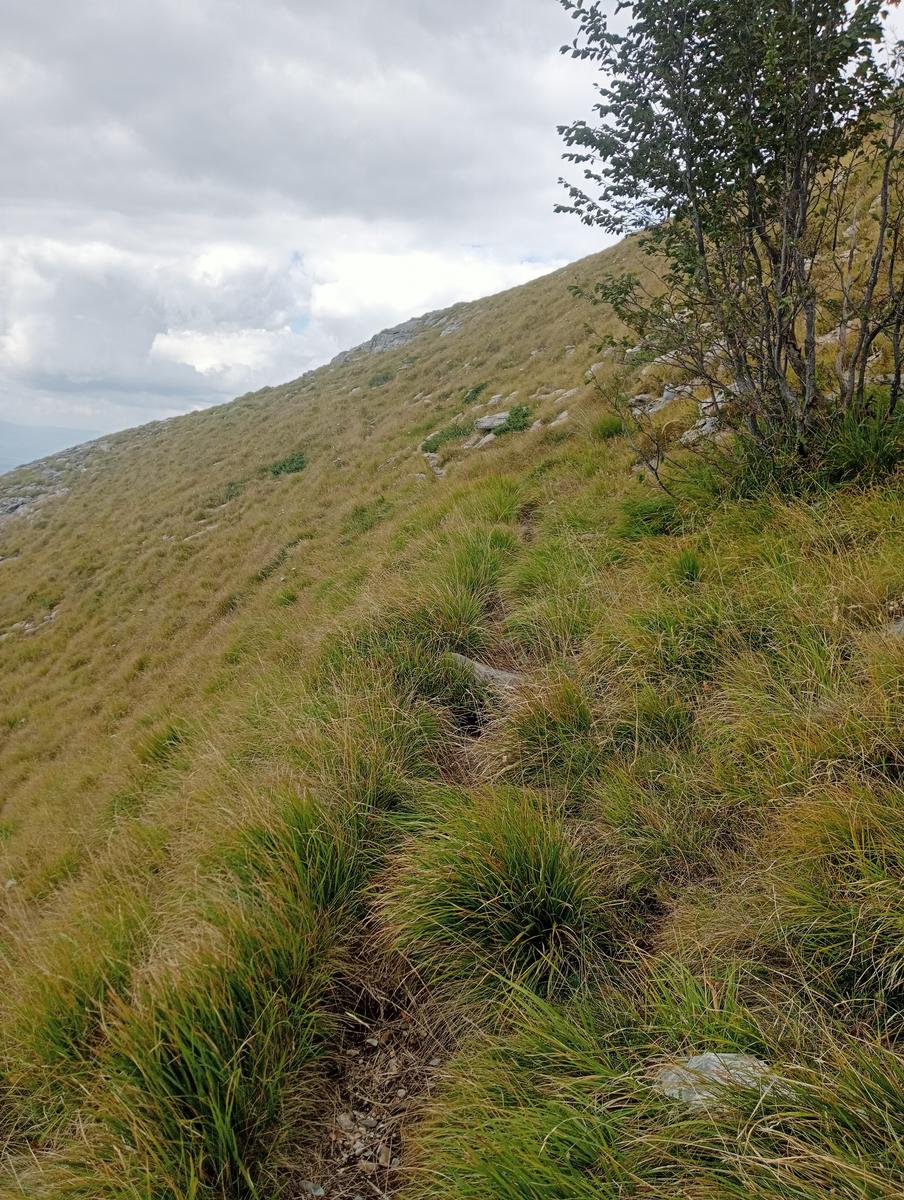 Monte Spallone, Monte Sagro e Punta tre Uomini da Verghereto - foto 10