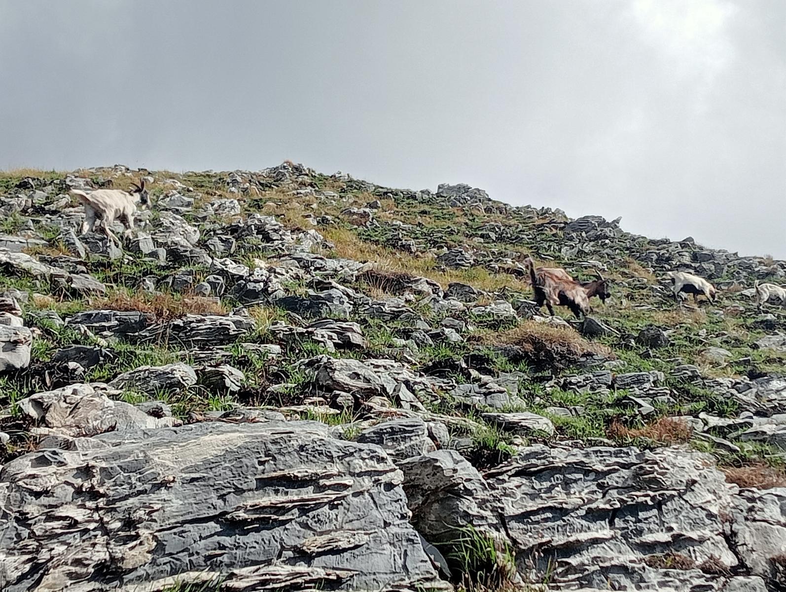 Monte Spallone, Monte Sagro e Punta tre Uomini da Verghereto - foto 22